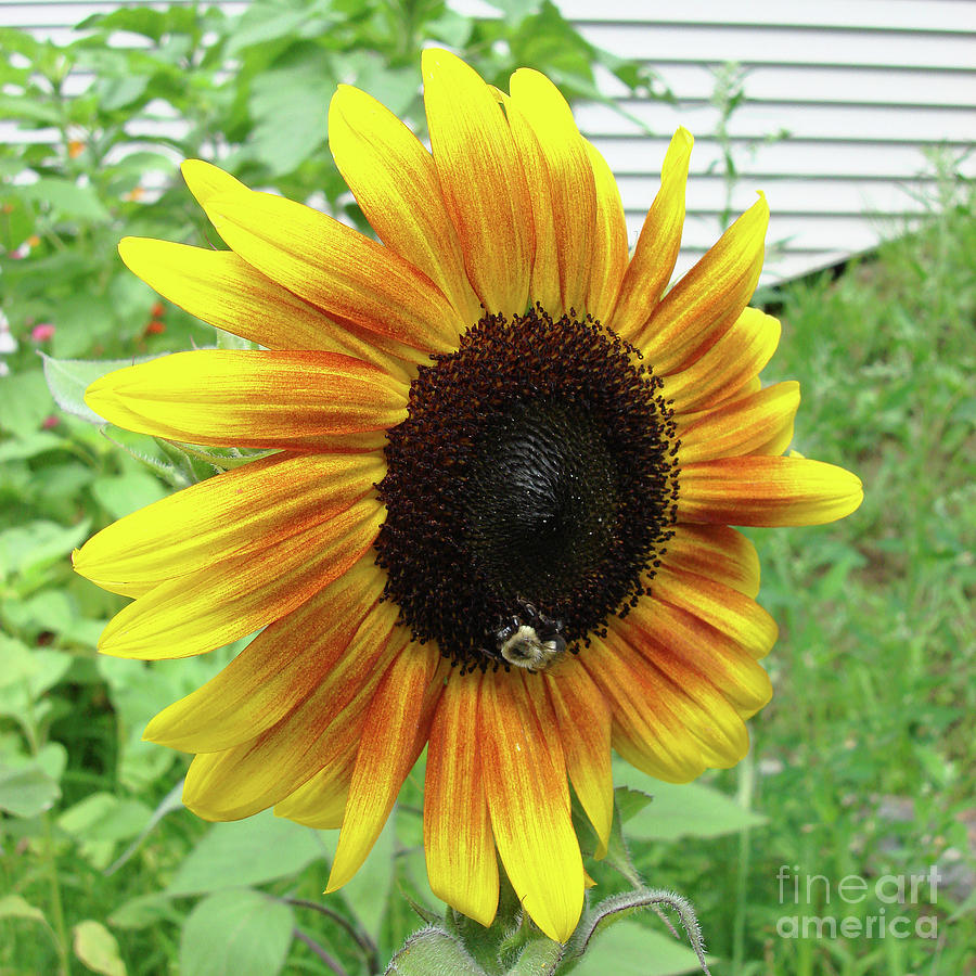 Sunflower 50 Photograph by Amy E Fraser