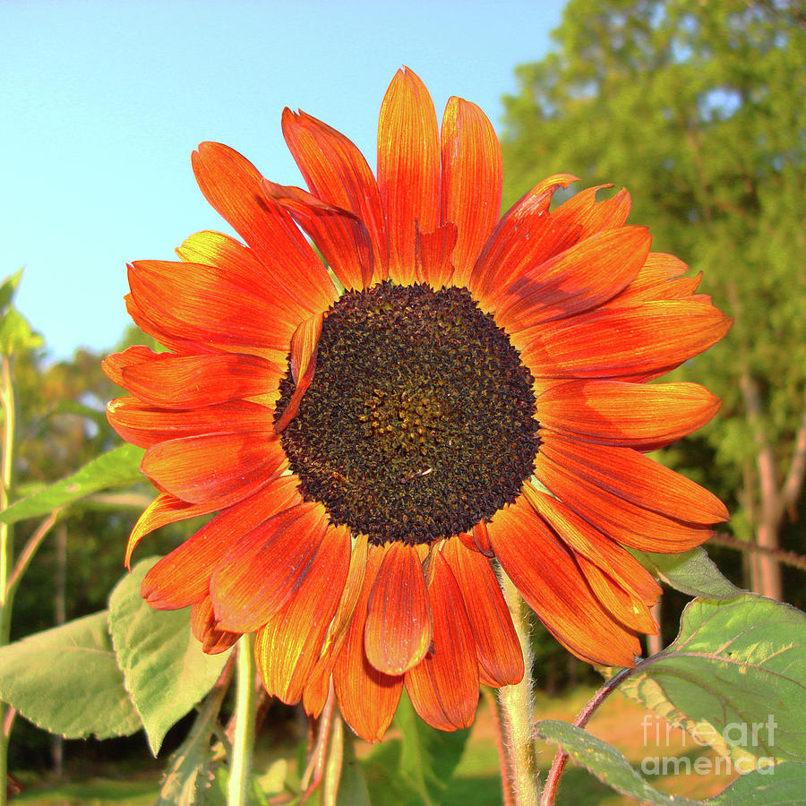 Sunflower 52 Photograph by Amy E Fraser
