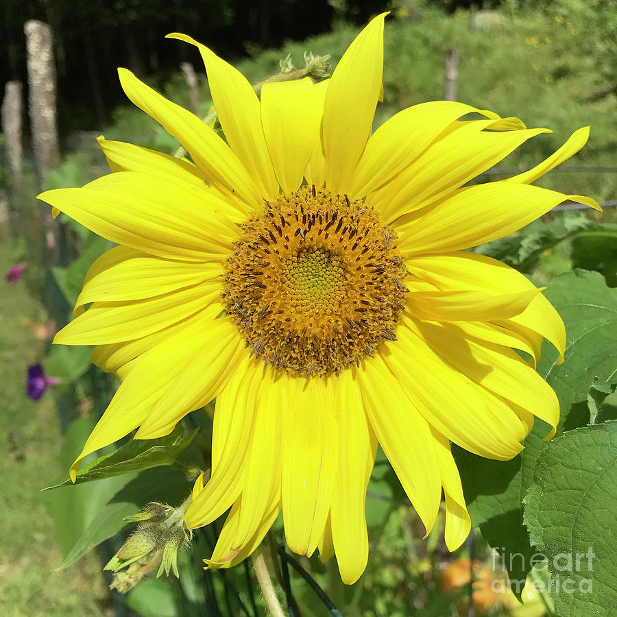 Sunflower 53 Photograph by Amy E Fraser
