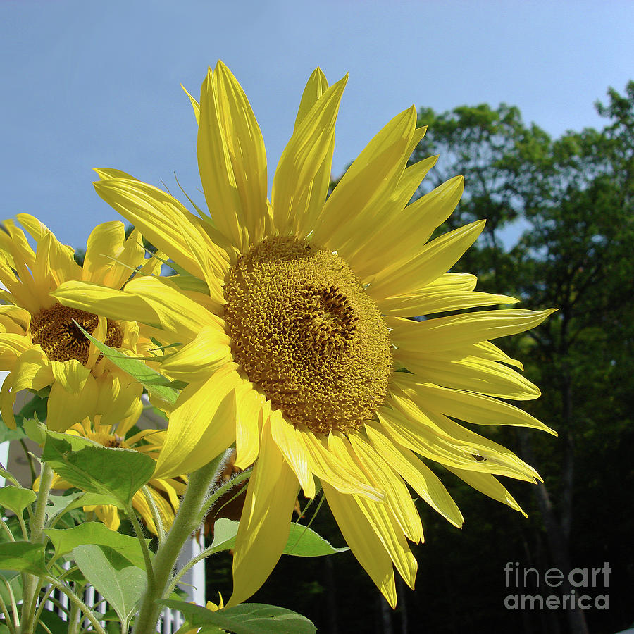 Sunflower 55 Photograph by Amy E Fraser