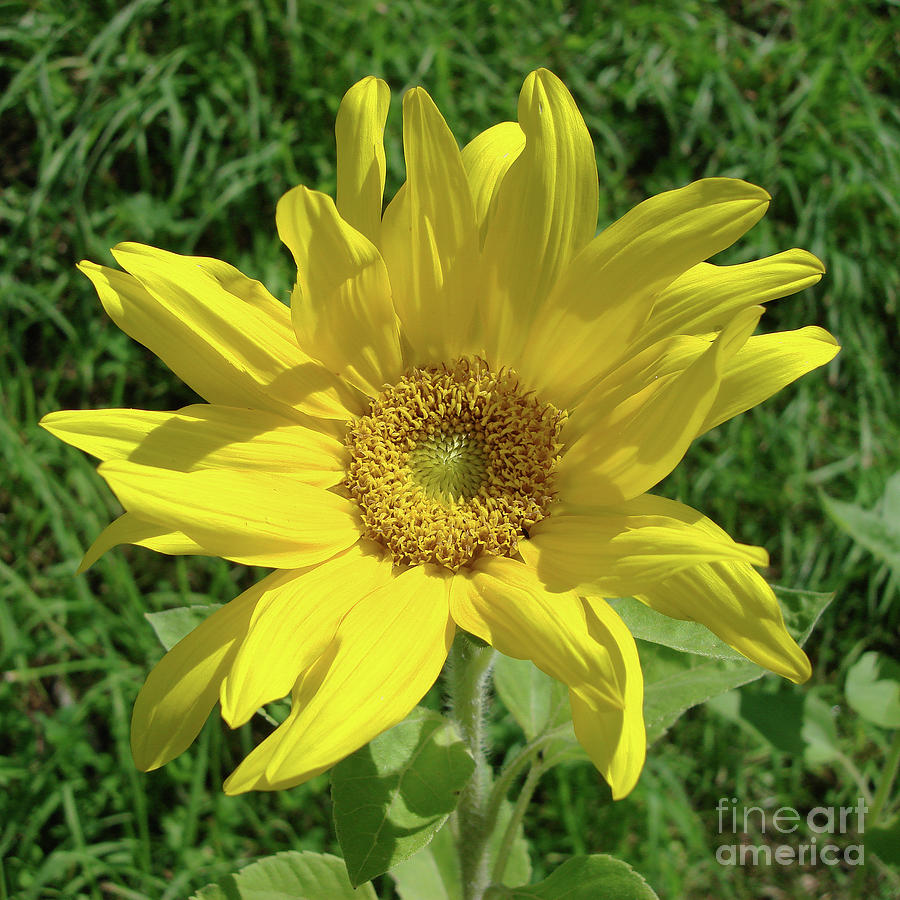 Sunflower 57 Photograph by Amy E Fraser