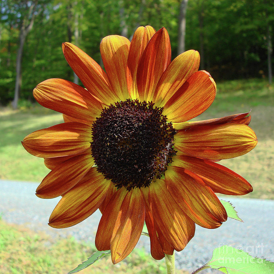 Sunflower 59 Photograph by Amy E Fraser