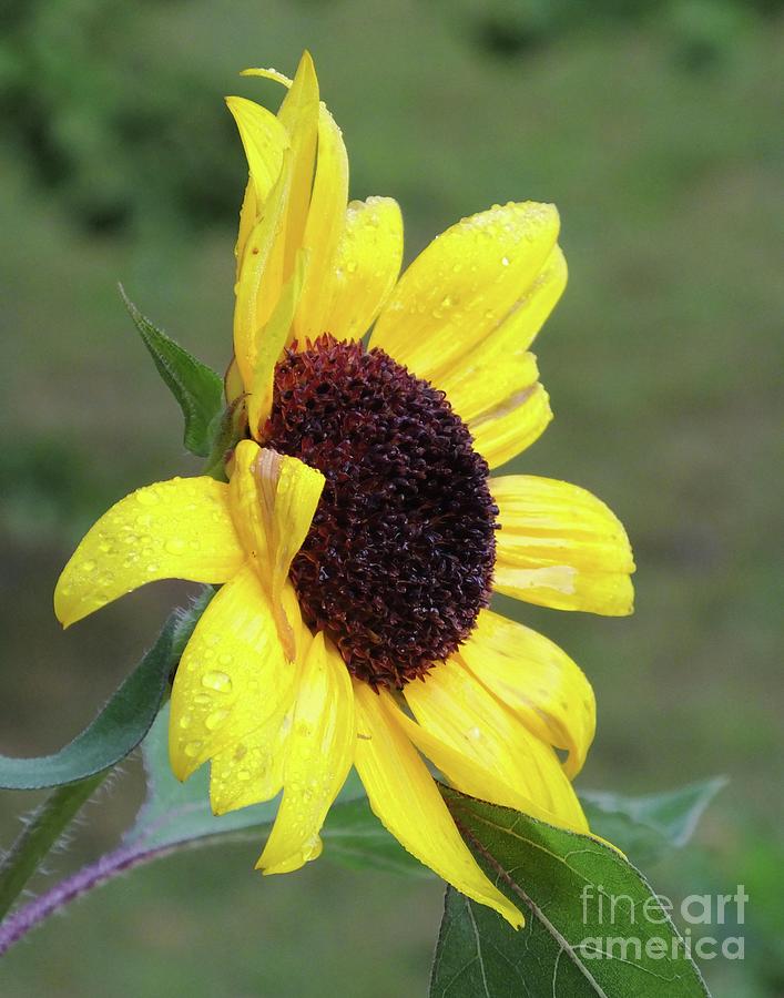 Sunflower 59 by Lizi Beard-Ward Sunflower 59 by Lizi Beard-Ward