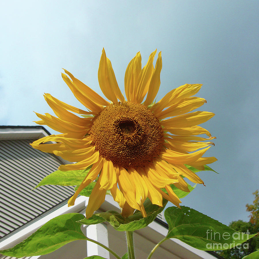 Sunflower 6 Photograph by Amy E Fraser