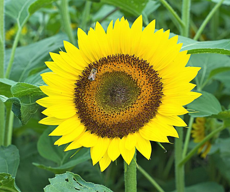 Sunflower 6 Photograph