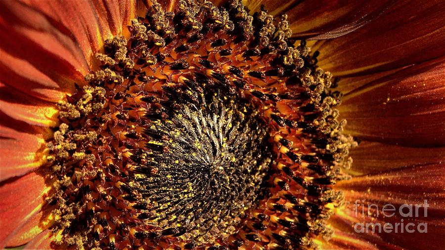 Sunflower 6 Photograph by J L Zarek