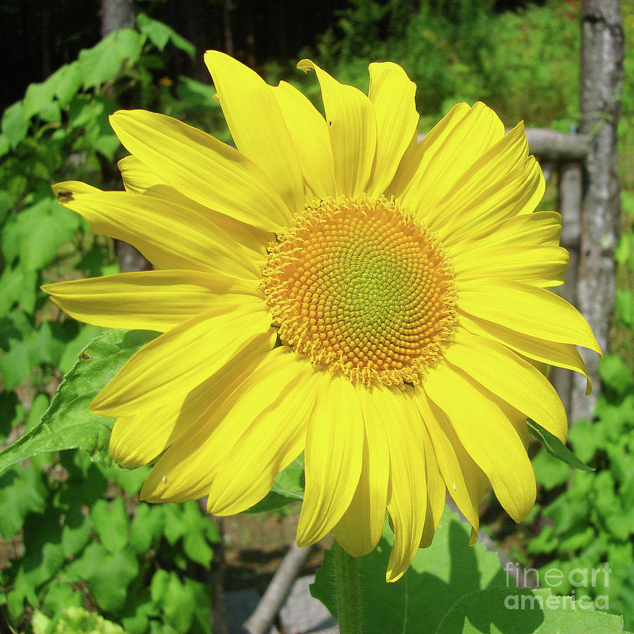 Sunflower 60 Photograph by Amy E Fraser