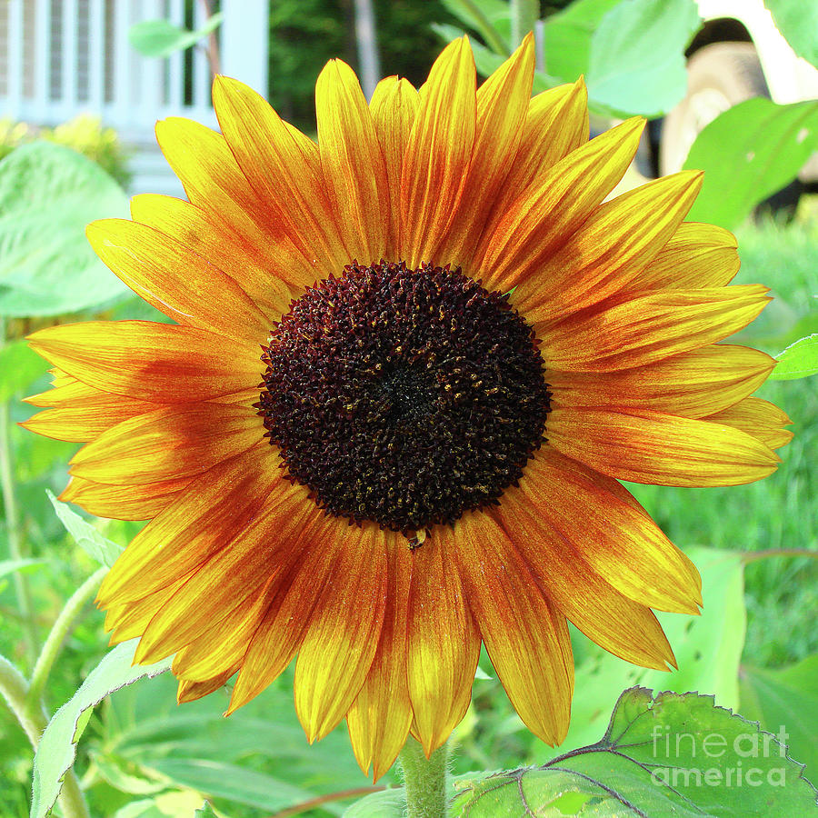 Sunflower 61 Photograph by Amy E Fraser