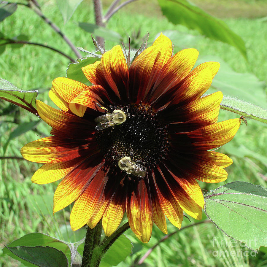 Sunflower 7 Photograph by Amy E Fraser