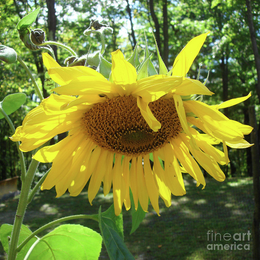 Sunflower 8 Photograph by Amy E Fraser