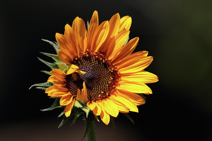 Sunflower 8265 Photograph by John Moyer