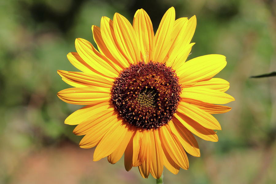 Sunflower 8296 Photograph by John Moyer
