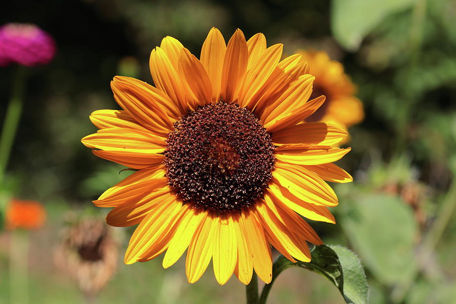 Sunflower 8331 Photograph by John Moyer