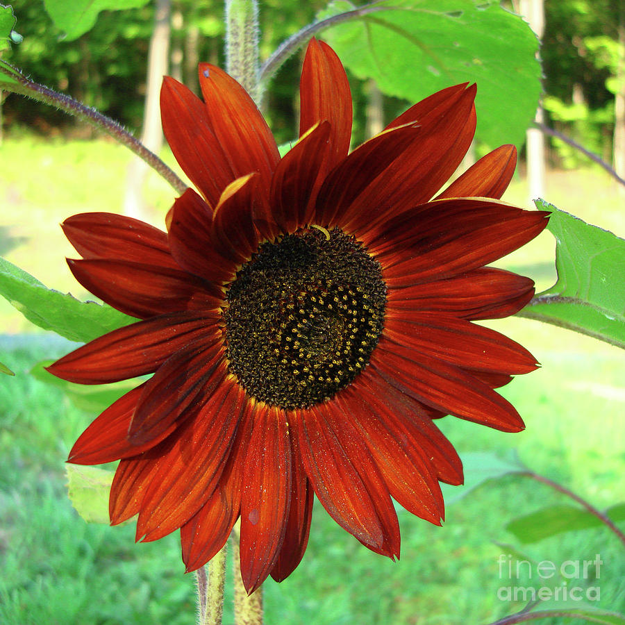 Sunflower 9 Photograph by Amy E Fraser