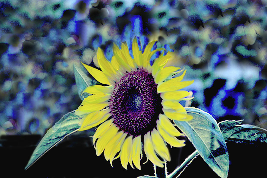 Sunflower Abstract Photograph by Sandi OReilly