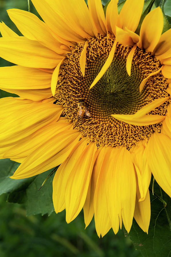 Sunflower and Bee Photograph by Ginger Stein