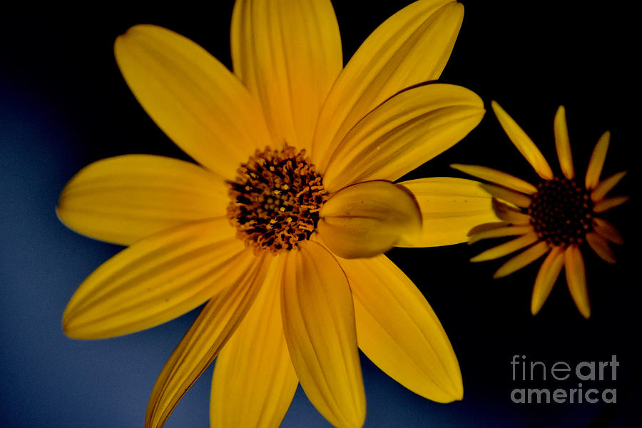 Sunflower Adulation Photograph by Debra Banks