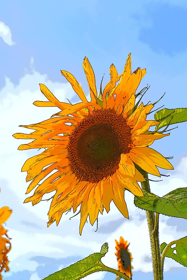 Sunflower against a Blue Sky Photograph by Cathy Mahnke