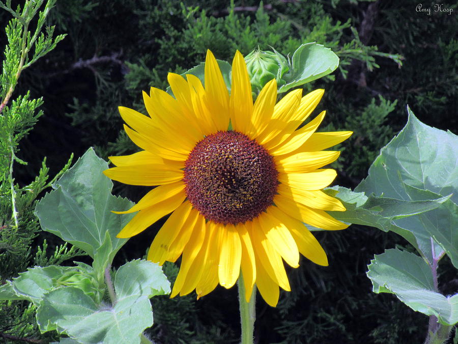 Sunflower by Amy Hosp Sunflower by Amy Hosp
