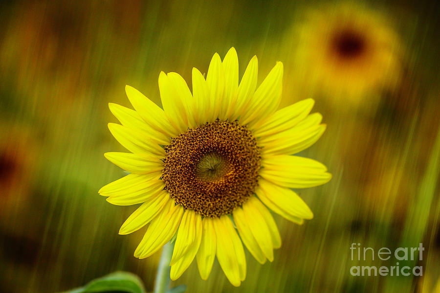 Sunflower and a Hint of Rain Photograph by Sabrina L Ryan