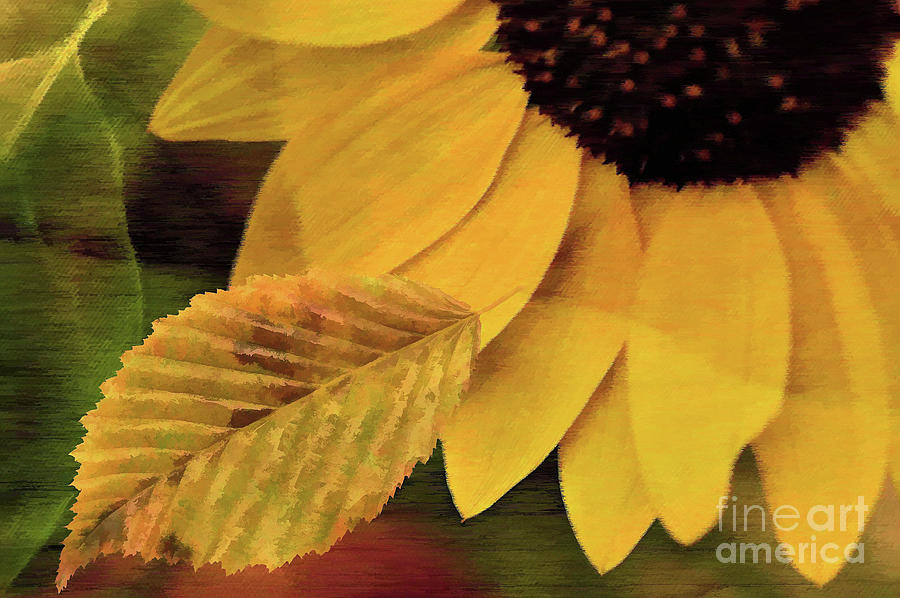 Sunflower and Leaves Digital Art by Elaine Manley