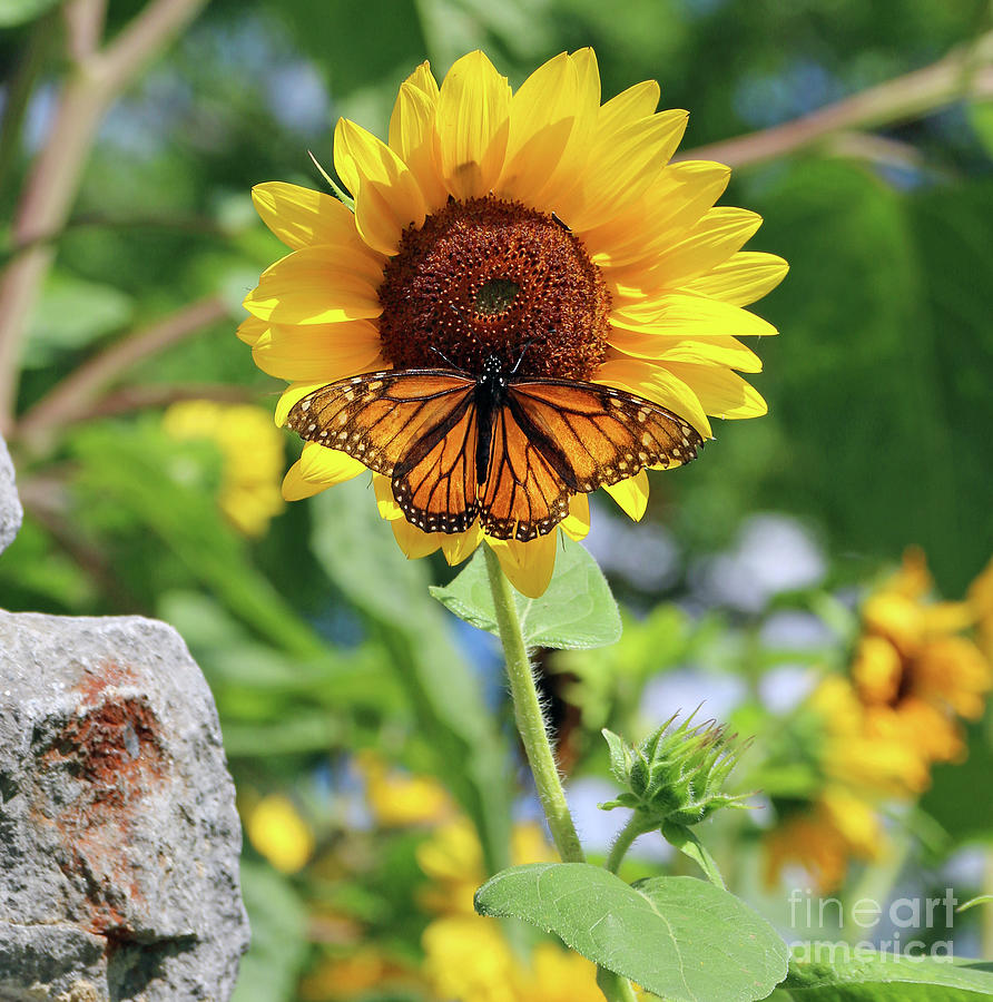 Sunflower and Monarch Butterfly 1642 Photograph by Jack Schultz