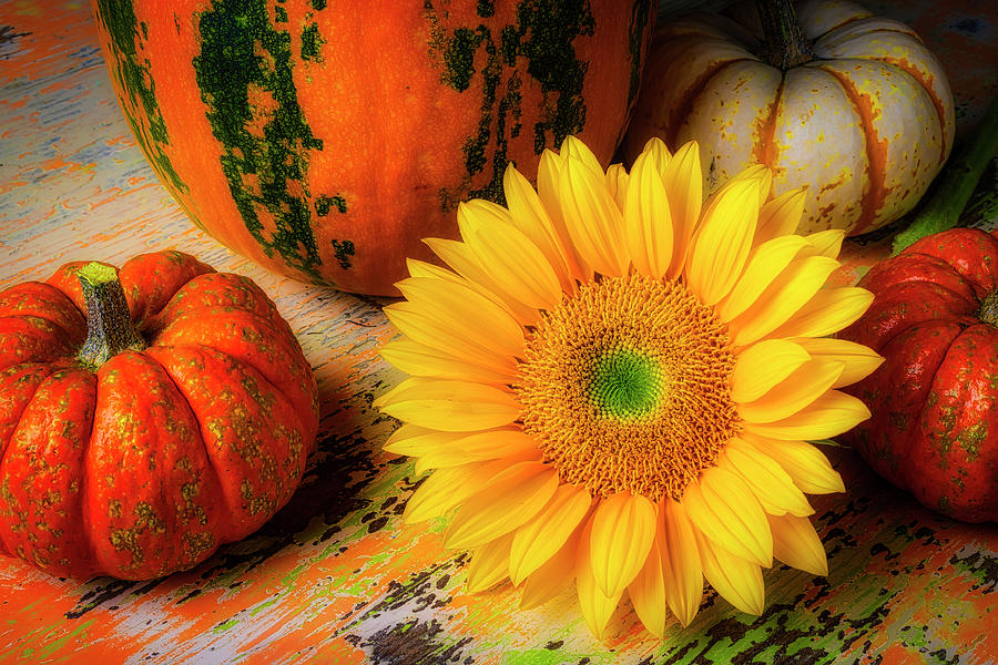 Sunflower And Pumpkins Photograph by Garry Gay
