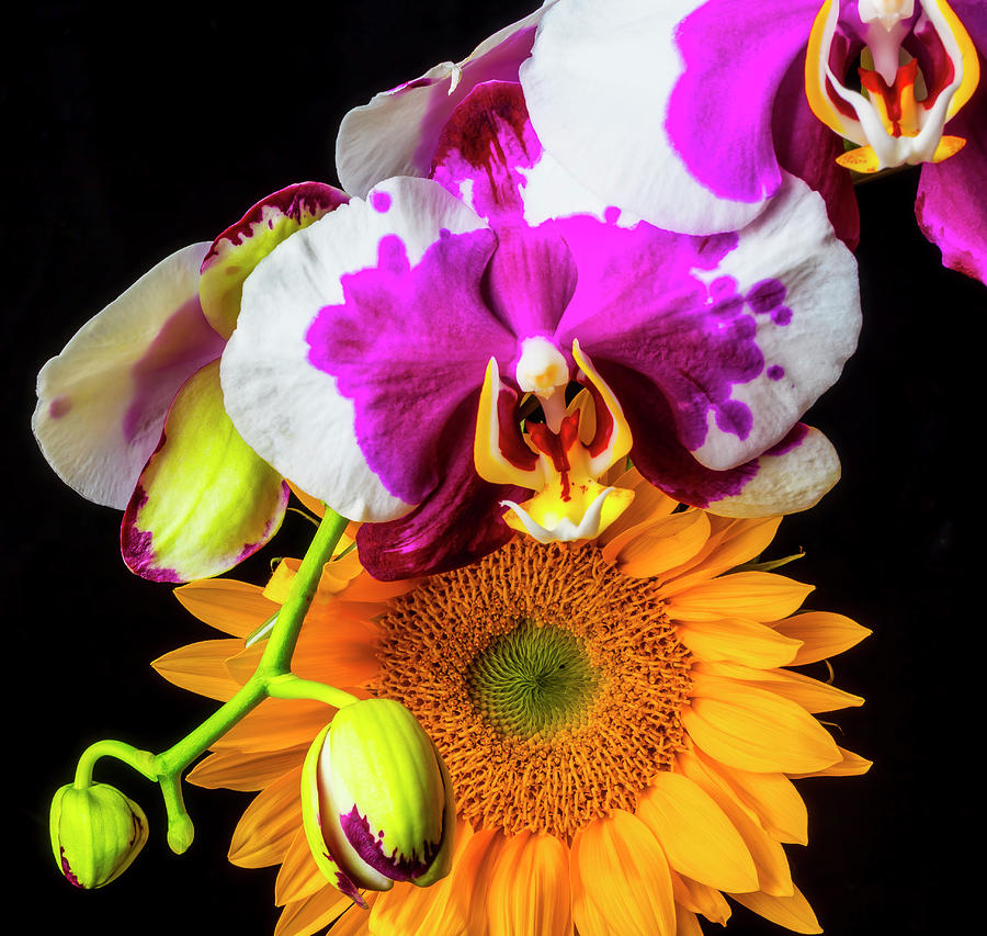 Pink Photograph - Sunflower And Purple White Orchid by Garry Gay Pink Photograph - Sunflower And Purple White Orchid by Garry Gay