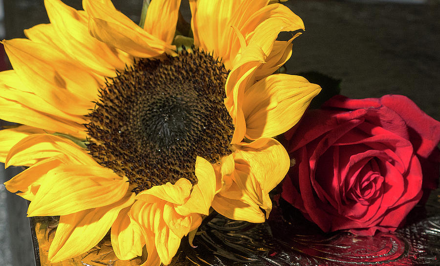 Sunflower And Rose Photograph