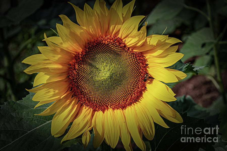 Sunflower Photograph - Sunflower and Visitor by William Norton