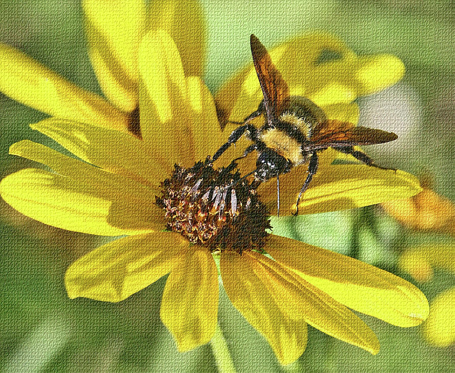 SunFlower And Wild Bee Digital Art by Tom Janca