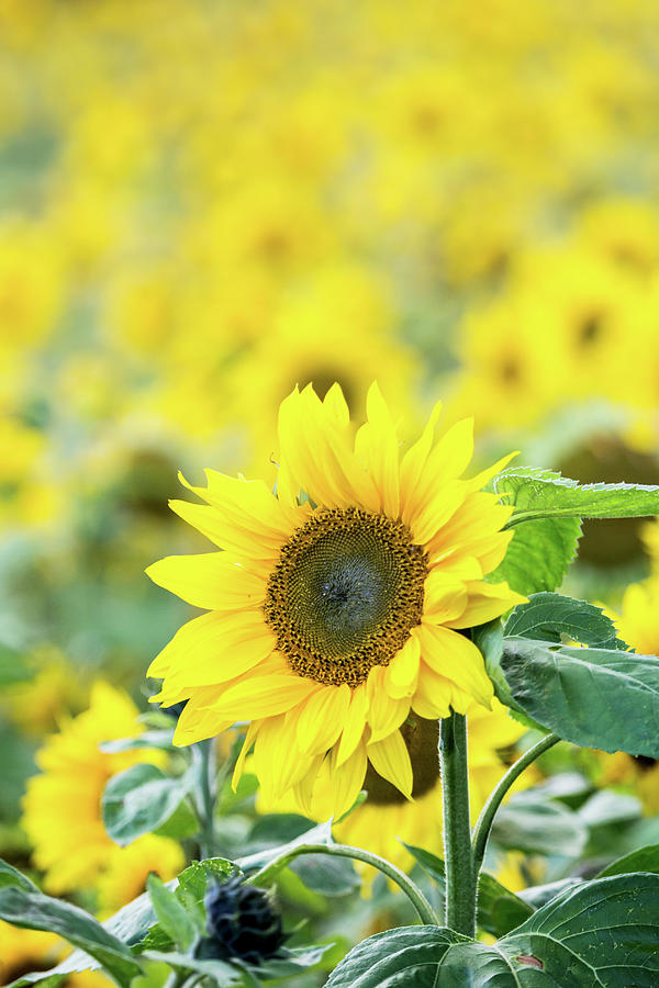 Sunflower Photograph by Anita Nicholson