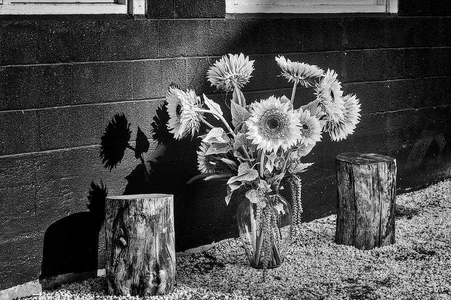 Sunflower Arrangement BW Photograph by Susan Candelario