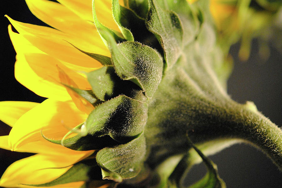 Sunflower Back Photograph