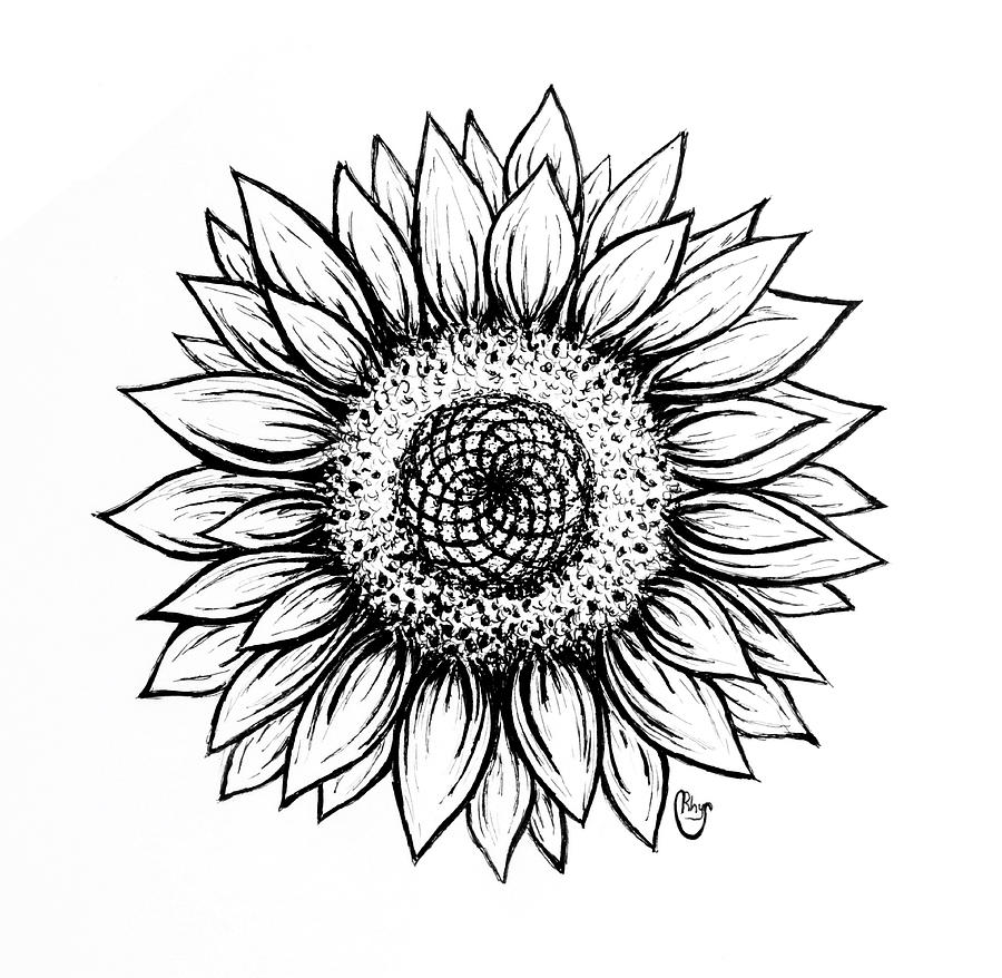 Sunflower Drawing by Bari Rhys