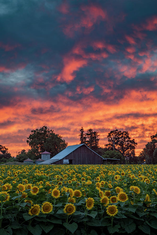 Sunflower Barn Photograph by Vincent James
