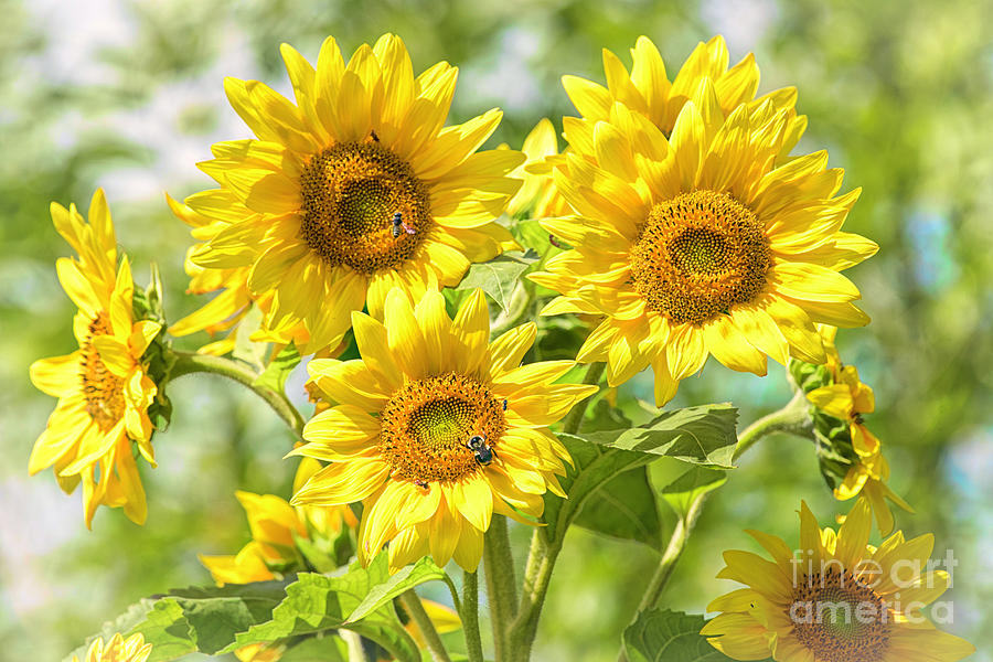 Sunflower Beauty 2 Photograph by Wendy Elliott