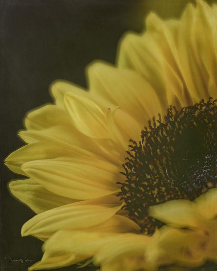 Sunflower Beauty by TL Wilson Photography Photograph by Teresa Wilson