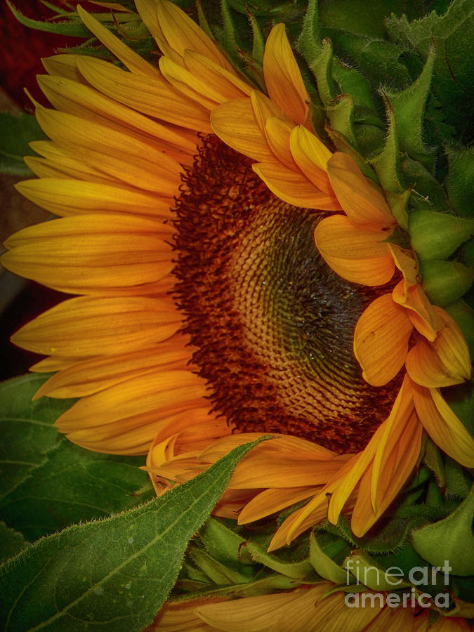 Sunflower Beauty Photograph by Judy Hall-Folde