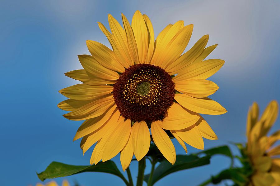 Sunflower beauty for Ukraine  Photograph by Lynn Hopwood