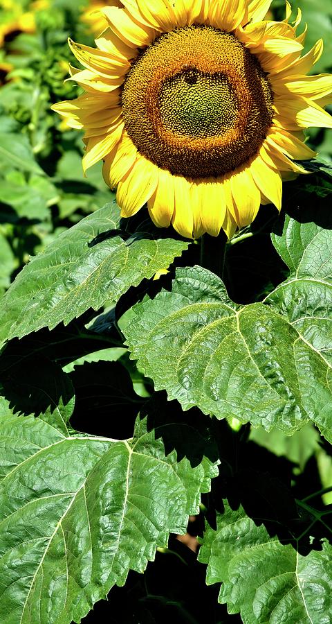 Sunflower Bee Photograph by Jerry Sodorff