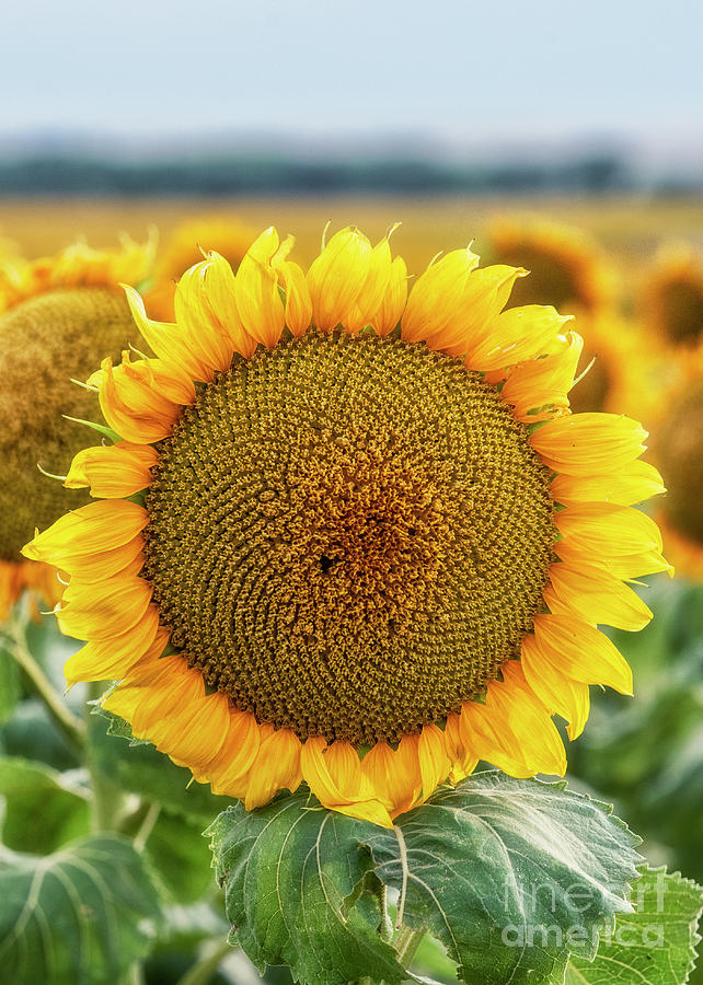 Sunflower by Bitter Buffalo Photography Sunflower by Bitter Buffalo Photography