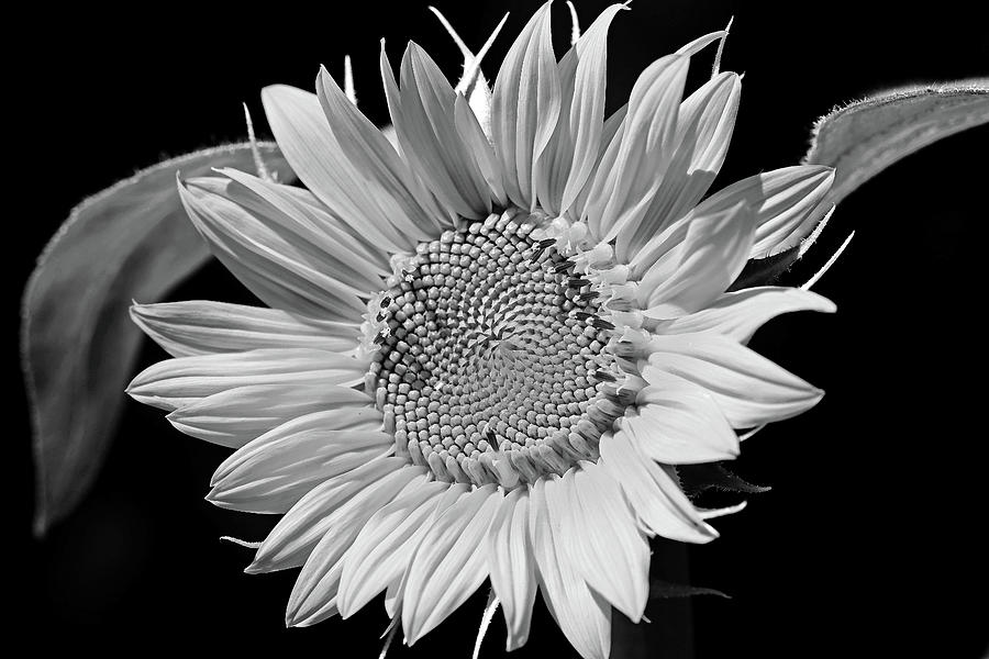 Sunflower Black And White Photograph by Debbie Oppermann