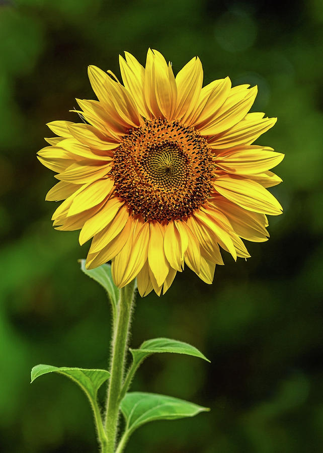 Sunflower blooms Photograph by Lidiya Dmitrieva - Fine Art America