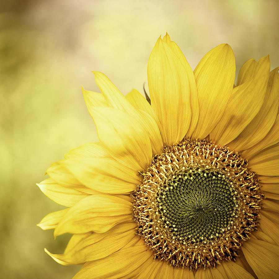 Sunflower Blossom With Bokeh Background Photograph by Elisabeth Schmitt