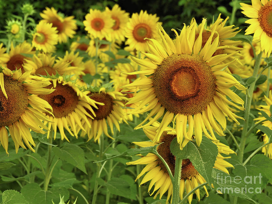 Sunflower Blossoms Photograph by Scott Cameron
