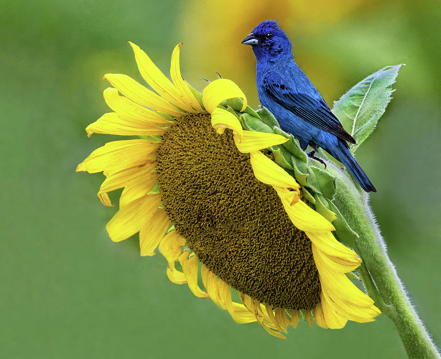 Sunflower Photograph - Sunflower Blue by Art Cole