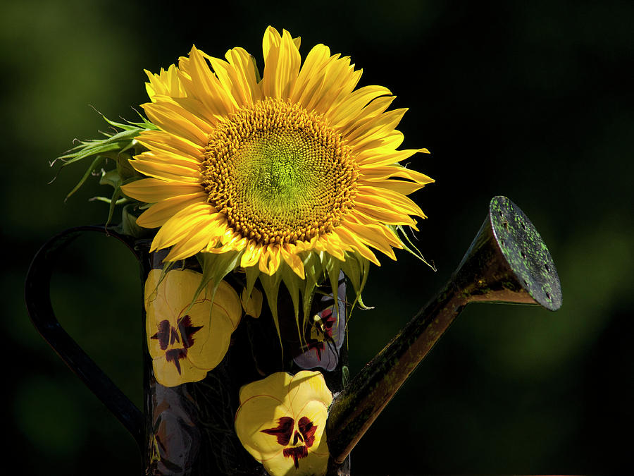 Sunflower Bouquet Photograph by Christina Rollo