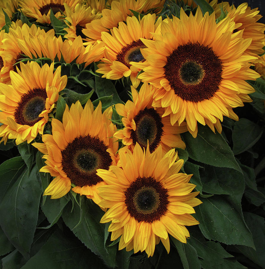 Sunflower Bouquet Photograph by Dave Mills - Fine Art America