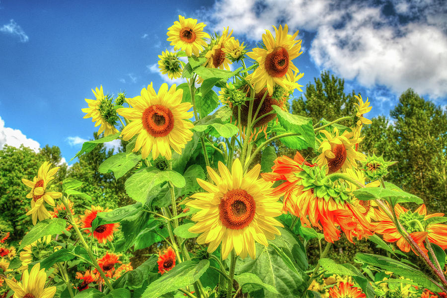 Sunflower Bouquet Photograph by Spencer McDonald